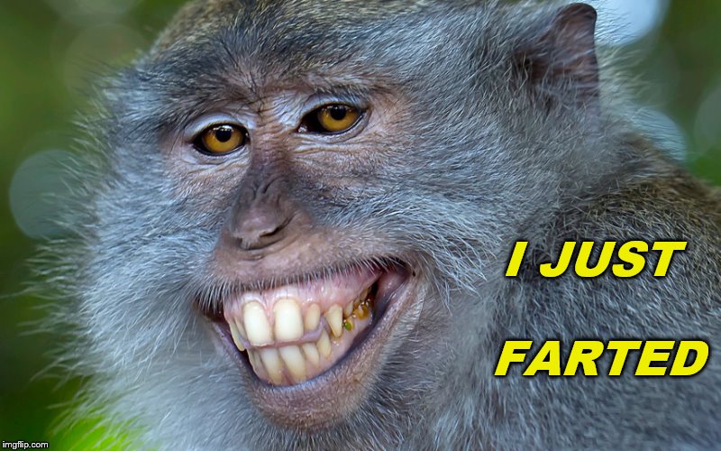 Farting Monkey | I JUST FARTED | image tagged in laughing monkey,memes,farting,farted,funny memes,smiling monkey | made w/ Imgflip meme maker