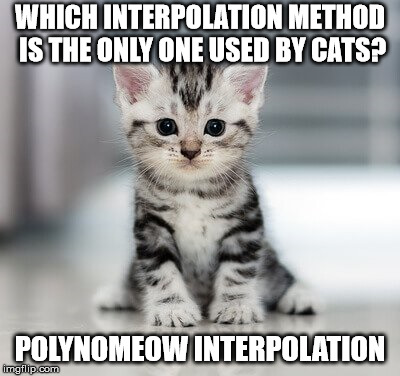 How cats interpolate points. I'm sorry. | WHICH INTERPOLATION METHOD IS THE ONLY ONE USED BY CATS? POLYNOMEOW INTERPOLATION | image tagged in math | made w/ Imgflip meme maker