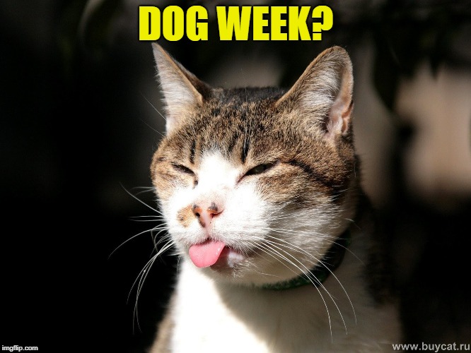 DOG WEEK? | made w/ Imgflip meme maker