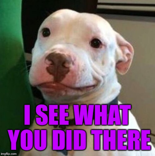 Awkward Dog | I SEE WHAT YOU DID THERE | image tagged in awkward dog | made w/ Imgflip meme maker