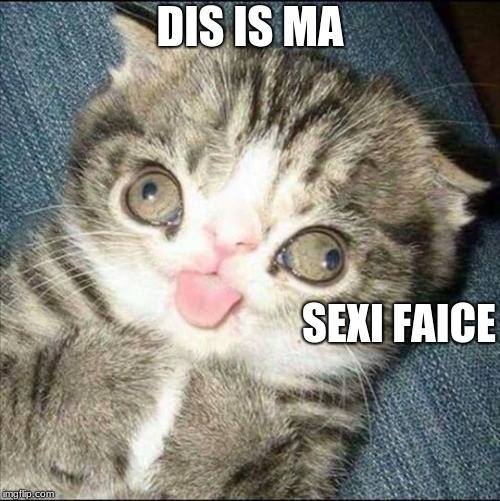 Derp Cat | DIS IS MA; SEXI FAICE | image tagged in derp cat | made w/ Imgflip meme maker