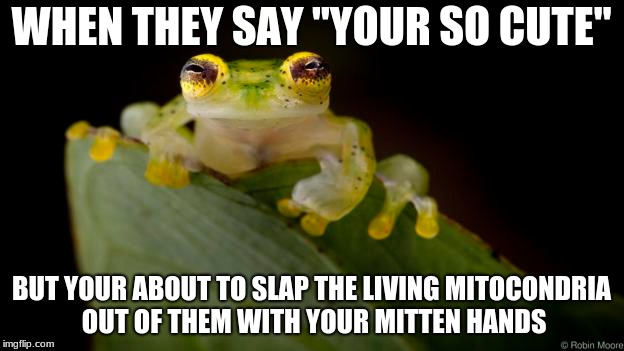Mitten hands | WHEN THEY SAY "YOUR SO CUTE"; BUT YOUR ABOUT TO SLAP THE LIVING MITOCONDRIA OUT OF THEM WITH YOUR MITTEN HANDS | image tagged in frog | made w/ Imgflip meme maker