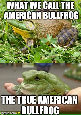 the real american bullfrog | WHAT WE CALL THE AMERICAN BULLFROG; THE TRUE AMERICAN BULLFROG | image tagged in america,frog,obesity | made w/ Imgflip meme maker