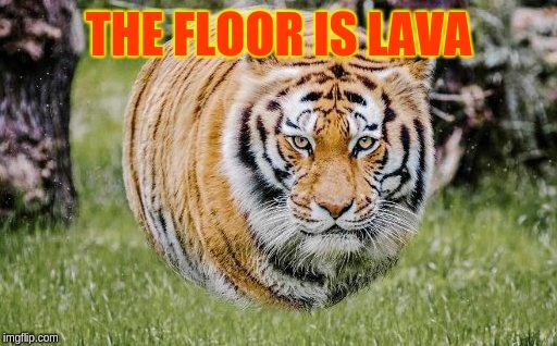 That one ninja in every friend circle | THE FLOOR IS LAVA | image tagged in tiger,the floor is lava,the floor is,floor is lava,float,cats | made w/ Imgflip meme maker