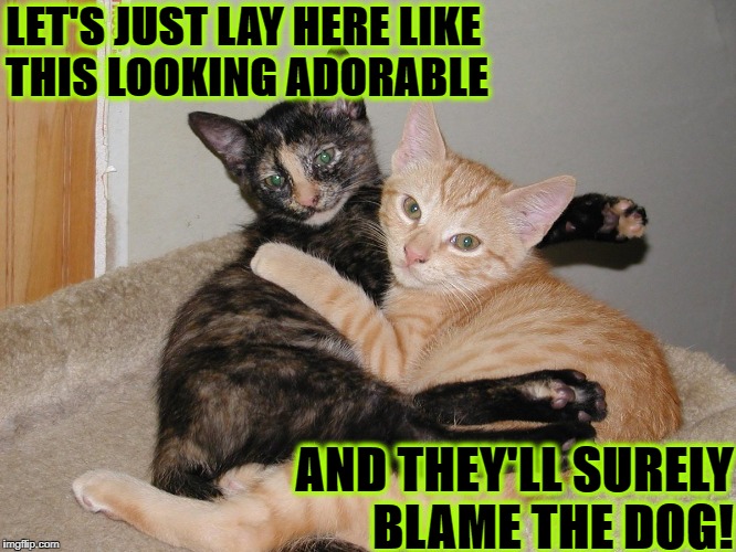 LET'S JUST LAY HERE LIKE THIS LOOKING ADORABLE; AND THEY'LL SURELY BLAME THE DOG! | image tagged in phony felines | made w/ Imgflip meme maker