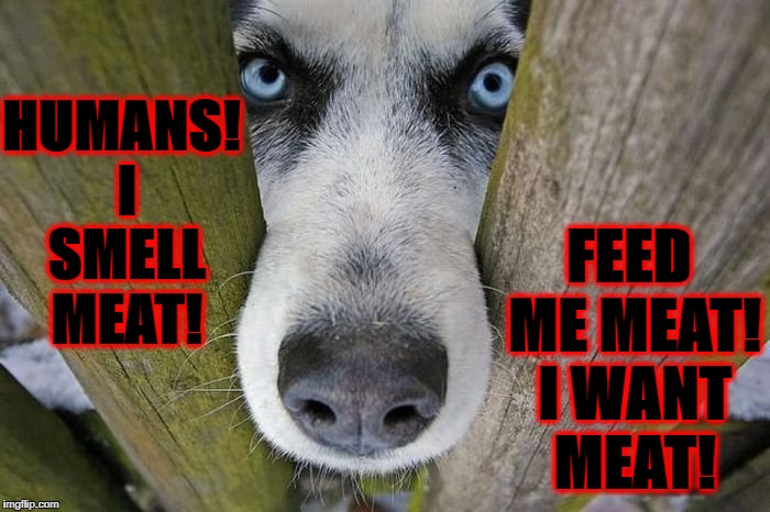 HUMANS! I SMELL MEAT! FEED ME MEAT! I WANT MEAT! | image tagged in i want meat | made w/ Imgflip meme maker