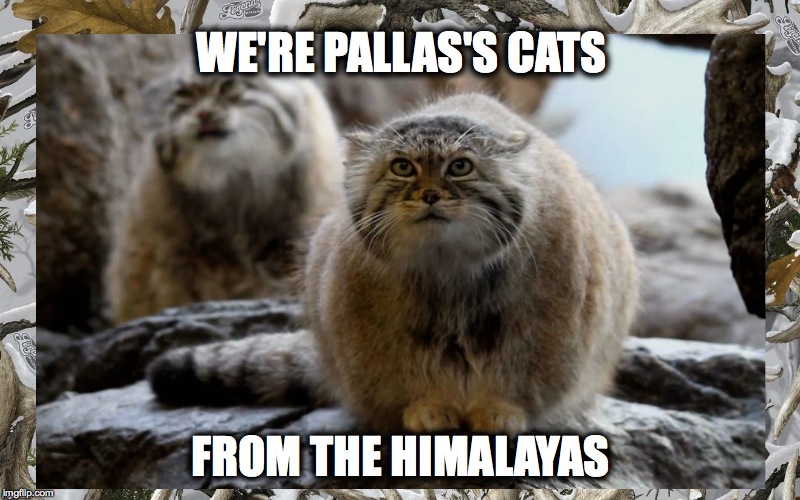 WE'RE PALLAS'S CATS FROM THE HIMALAYAS | made w/ Imgflip meme maker