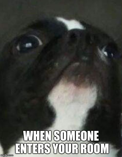 My puppy is a meme | WHEN SOMEONE ENTERS YOUR ROOM | image tagged in lucky,foxy,cutestpuppy | made w/ Imgflip meme maker