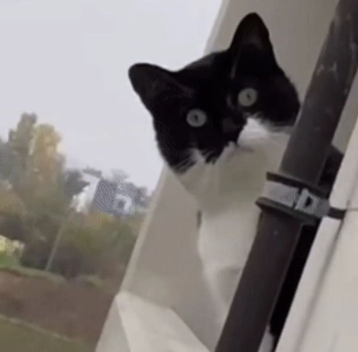 Interested Window Cat Blank Meme Template