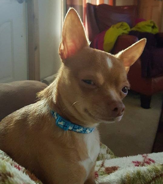 Skeptical Chihuahua Blank Meme Template