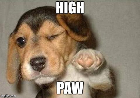 puppy | HIGH; PAW | image tagged in puppy | made w/ Imgflip meme maker