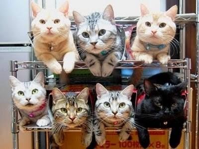 High Quality Cat Racks Blank Meme Template