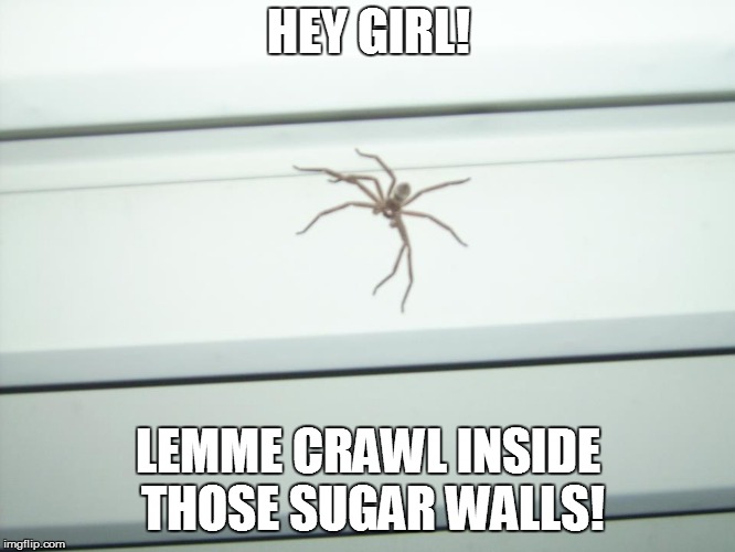 notabrownrecluse | HEY GIRL! LEMME CRAWL INSIDE THOSE SUGAR WALLS! | image tagged in notabrownrecluse | made w/ Imgflip meme maker