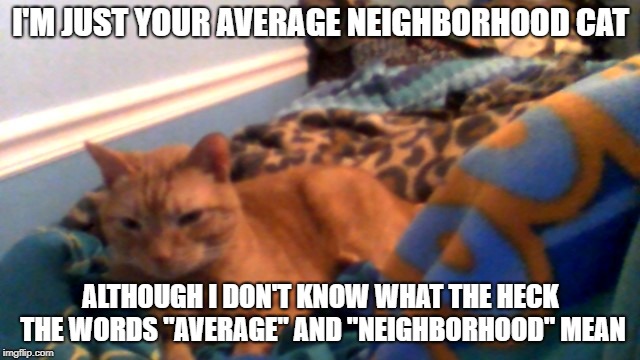 Dumb Cat | I'M JUST YOUR AVERAGE NEIGHBORHOOD CAT; ALTHOUGH I DON'T KNOW WHAT THE HECK THE WORDS "AVERAGE" AND "NEIGHBORHOOD" MEAN | image tagged in cat,stupid | made w/ Imgflip meme maker