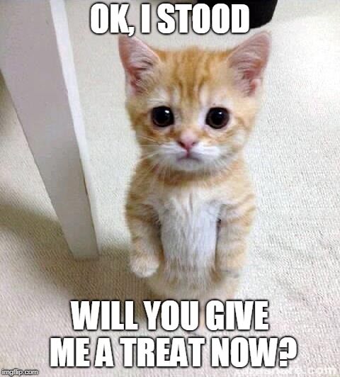 Cute Cat Meme | OK, I STOOD; WILL YOU GIVE ME A TREAT NOW? | image tagged in memes,cute cat | made w/ Imgflip meme maker
