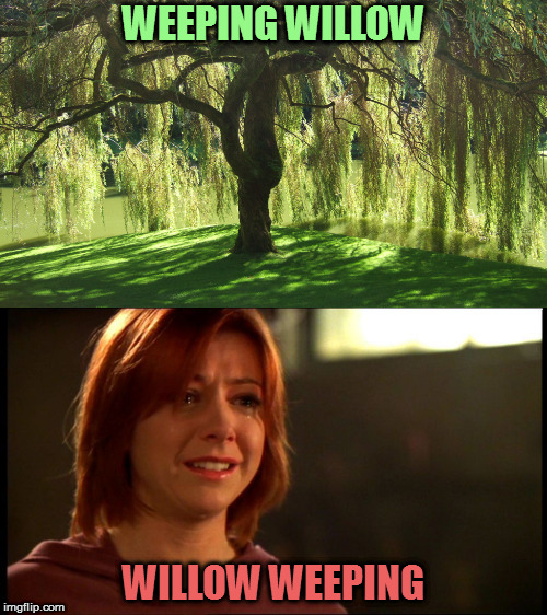 Inspired by giveuahint's meme | WEEPING WILLOW; WILLOW WEEPING | image tagged in memes,weeping willow | made w/ Imgflip meme maker