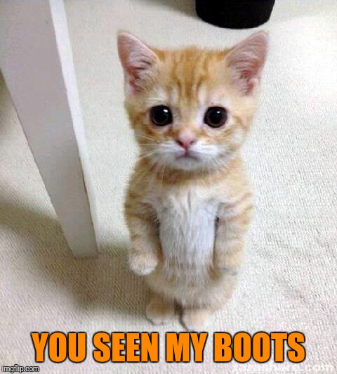 Cute Cat Meme | YOU SEEN MY BOOTS | image tagged in memes,cute cat | made w/ Imgflip meme maker