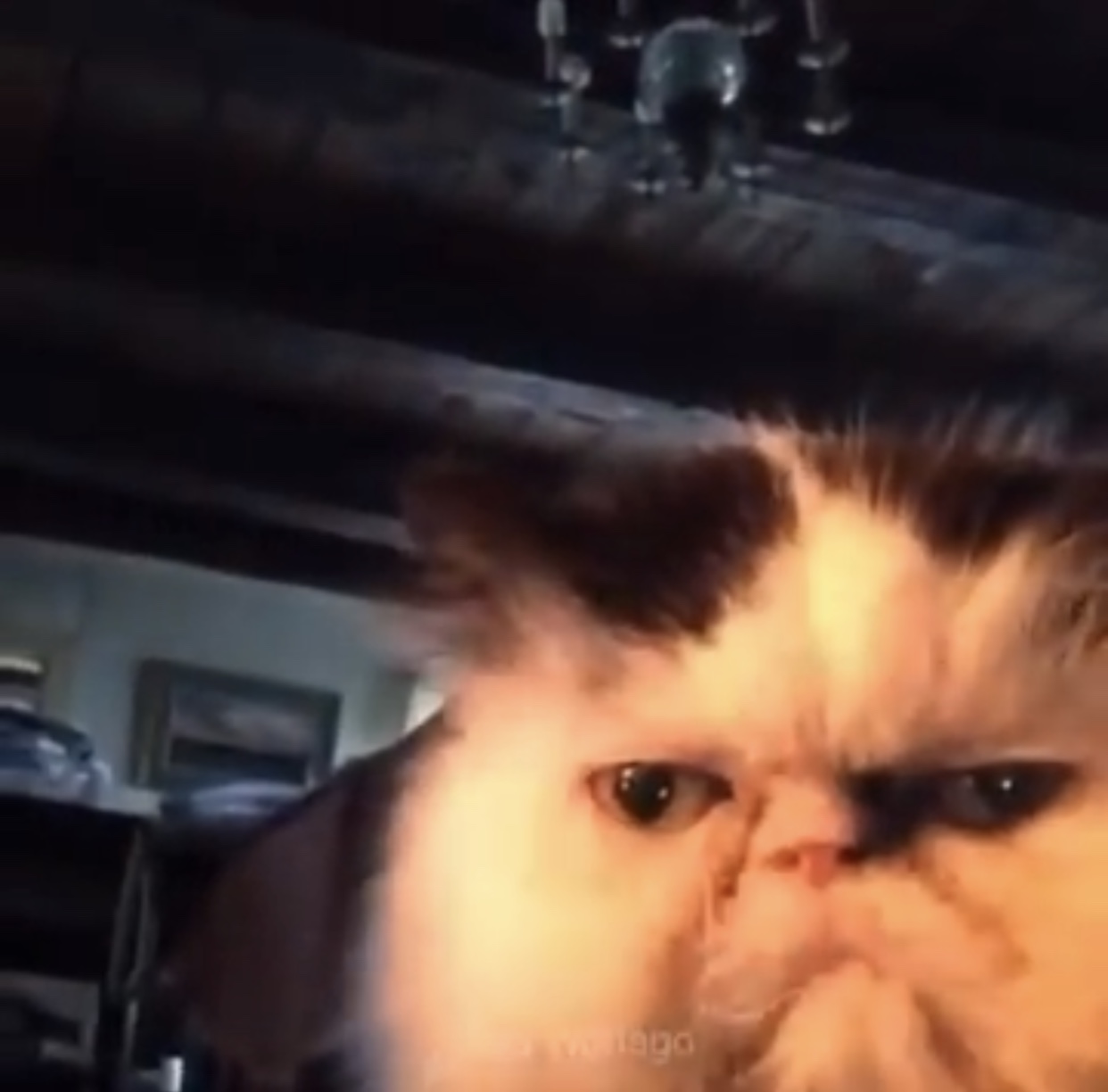 Diabetus  Blank Meme Template