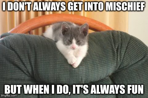 image tagged in most interesting cat,kitten,mischief | made w/ Imgflip meme maker