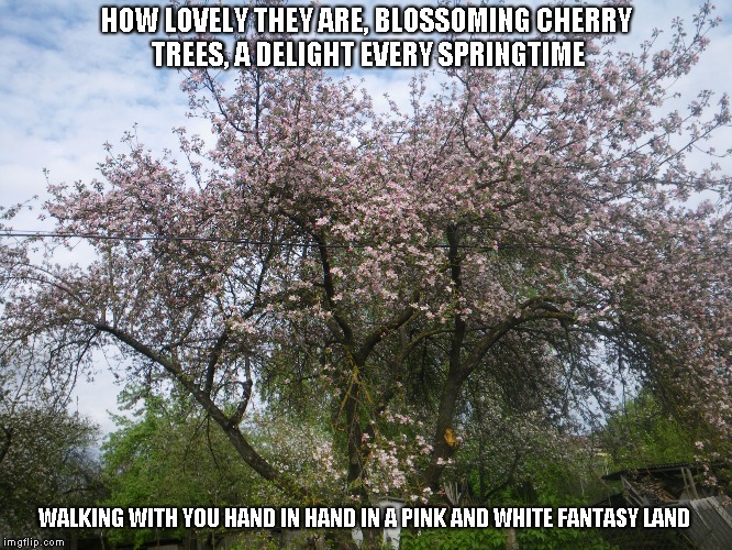 Blossoming Cherry Trees | HOW LOVELY THEY ARE, BLOSSOMING CHERRY TREES, A DELIGHT EVERY SPRINGTIME; WALKING WITH YOU HAND IN HAND IN A PINK AND WHITE FANTASY LAND | image tagged in cherry trees,spring,fantasy land | made w/ Imgflip meme maker