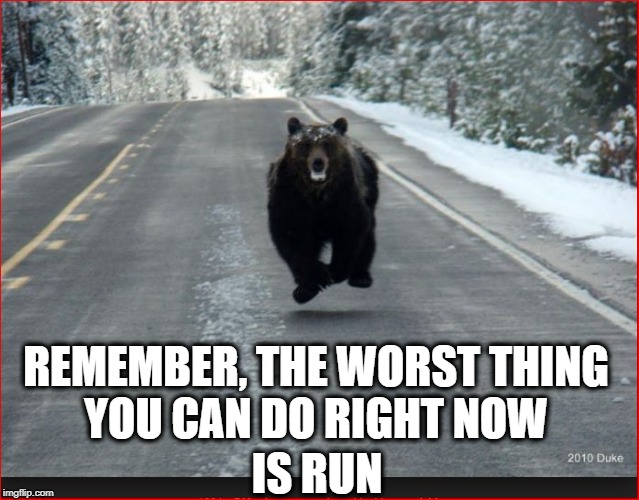 Bear food | REMEMBER, THE WORST THING YOU CAN DO RIGHT NOW; IS RUN | image tagged in danger,funny,food,bear | made w/ Imgflip meme maker