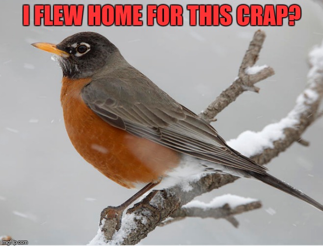 And that was the last time the robin relied on the weather forecast. | I FLEW HOME FOR THIS CRAP? | image tagged in memes,wtf,winter,birds | made w/ Imgflip meme maker