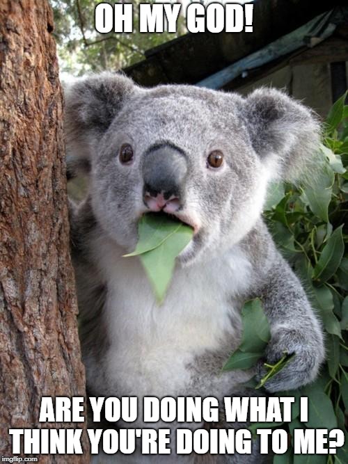 Surprised Koala | OH MY GOD! ARE YOU DOING WHAT I THINK YOU'RE DOING TO ME? | image tagged in memes,surprised koala | made w/ Imgflip meme maker