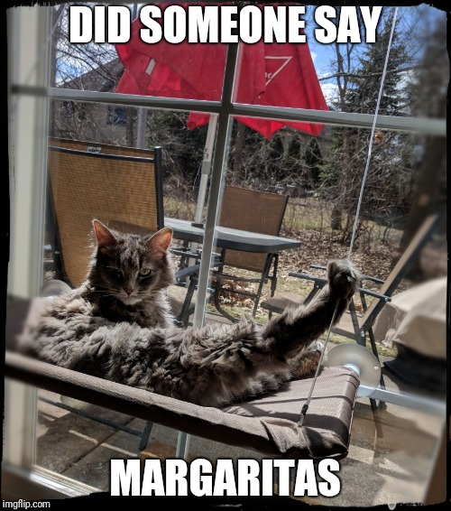 Hammock Cat | DID SOMEONE SAY; MARGARITAS | image tagged in hammock cat | made w/ Imgflip meme maker