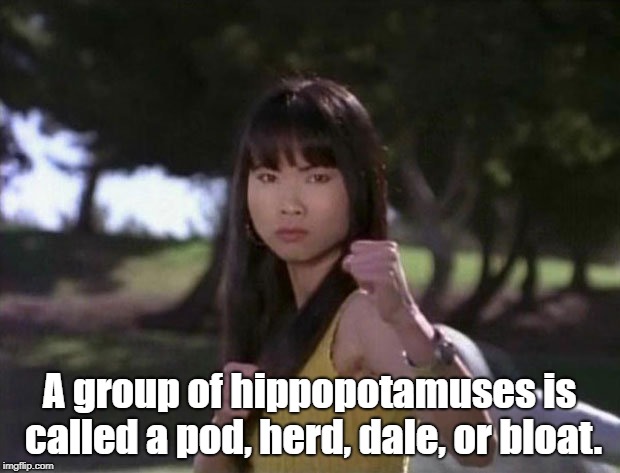 Thuy Trang | A group of hippopotamuses is called a pod, herd, dale, or bloat. | image tagged in thuy trang | made w/ Imgflip meme maker