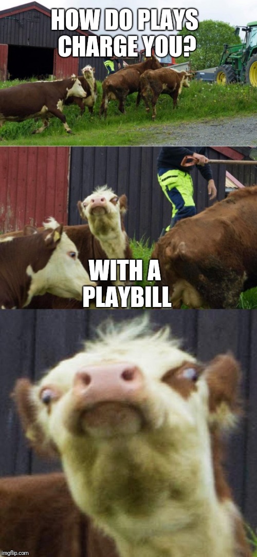 Bad pun cow  | HOW DO PLAYS CHARGE YOU? WITH A PLAYBILL | image tagged in bad pun cow,memes,funny | made w/ Imgflip meme maker