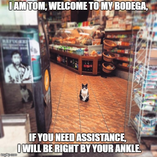 Bodega cat1 | I AM TOM, WELCOME TO MY BODEGA, IF YOU NEED ASSISTANCE,
 I WILL BE RIGHT BY YOUR ANKLE. | image tagged in cat | made w/ Imgflip meme maker