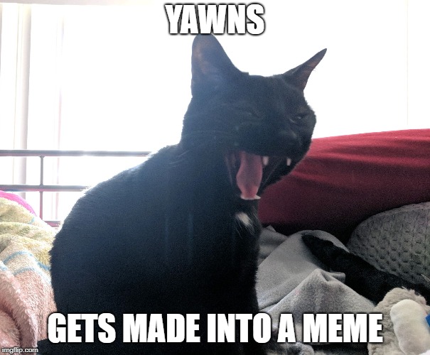 Laughing Murr | YAWNS; GETS MADE INTO A MEME | image tagged in laughing murr | made w/ Imgflip meme maker