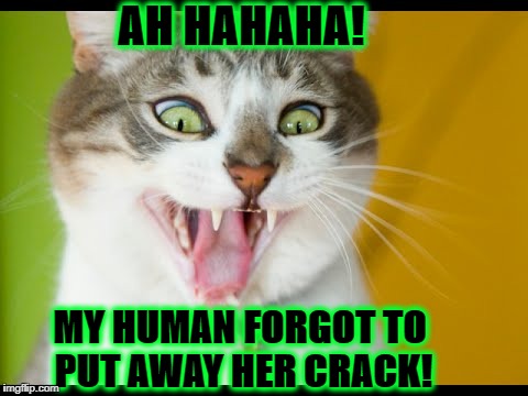 AH HAHAHA! MY HUMAN FORGOT TO PUT AWAY HER CRACK! | image tagged in crackhead cat | made w/ Imgflip meme maker