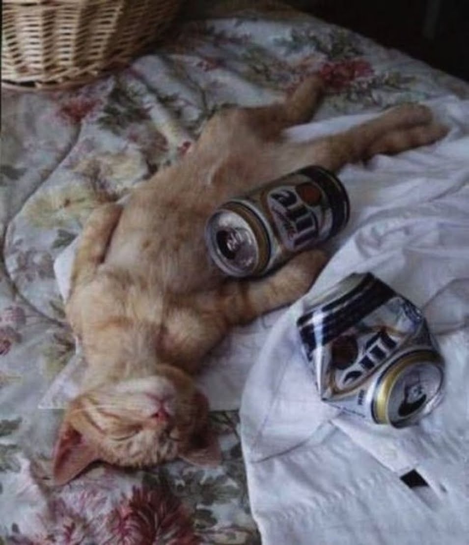 Картинки после пьянки. Кот после пьянки. Зверек алкоголик. Утро после пьянки.