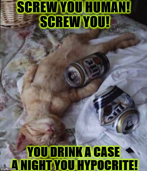 DRUNK KITTY | SCREW YOU HUMAN! SCREW YOU! YOU DRINK A CASE A NIGHT YOU HYPOCRITE! | image tagged in drunk kitty | made w/ Imgflip meme maker