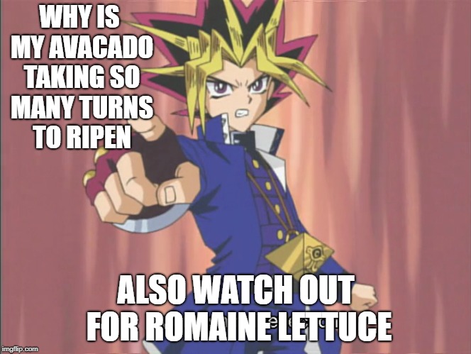 Avacados | WHY IS MY AVACADO TAKING SO MANY TURNS TO RIPEN; ALSO WATCH OUT FOR ROMAINE LETTUCE | image tagged in funny meme yamiyugi yugioh card lettuce romaine avacados | made w/ Imgflip meme maker