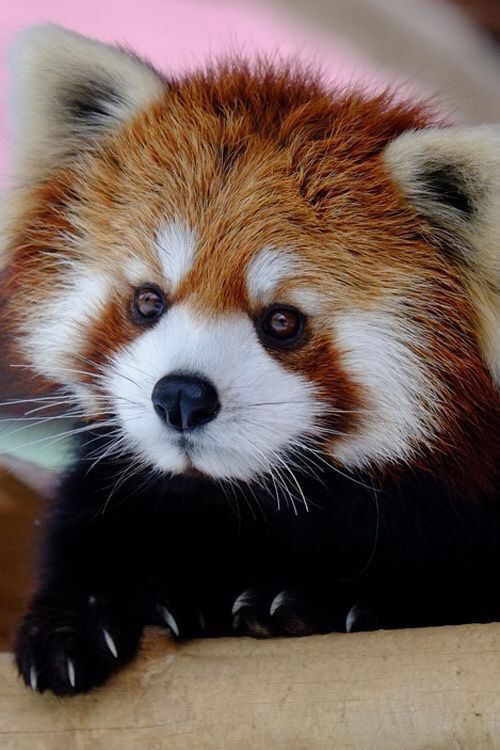 High Quality RedPanda Blank Meme Template