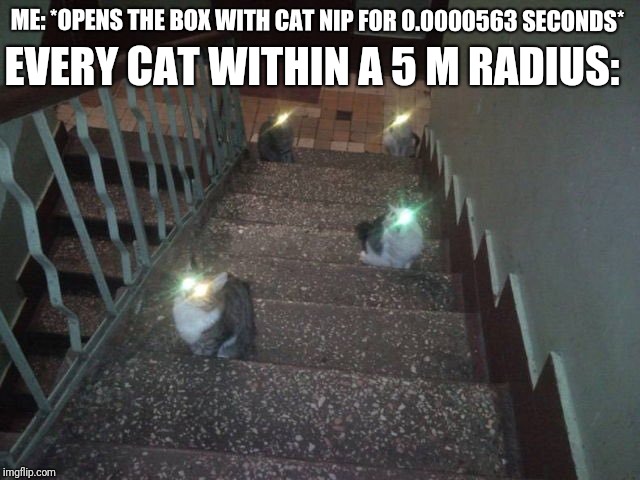 Disclaimer: Not an actual photo of my cats | ME: *OPENS THE BOX WITH CAT NIP FOR 0.0000563 SECONDS*; EVERY CAT WITHIN A 5 M RADIUS: | image tagged in memes,cats,fanta is proud | made w/ Imgflip meme maker