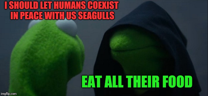 Evil Kermit Meme | I SHOULD LET HUMANS COEXIST IN PEACE WITH US SEAGULLS EAT ALL THEIR FOOD | image tagged in memes,evil kermit | made w/ Imgflip meme maker