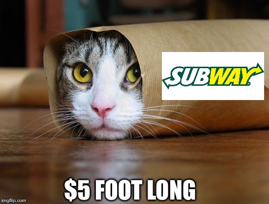 In and out is not the only place you can order “animal style” | $5 FOOT LONG | image tagged in cute and funny animal pictures 6 | made w/ Imgflip meme maker