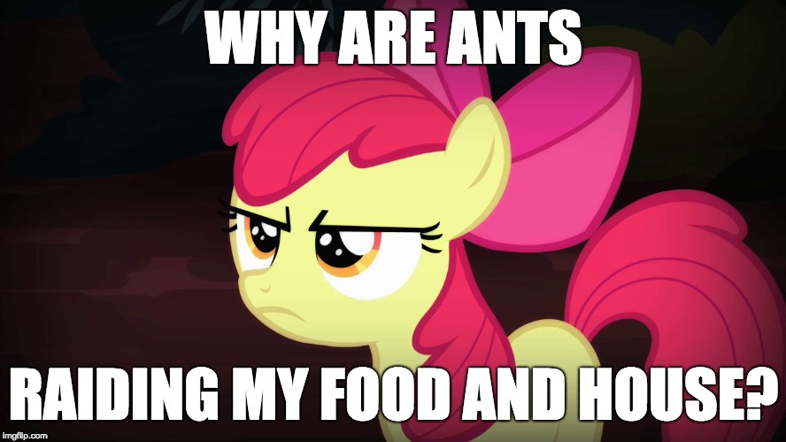 Any ideas on how to get rid of ants! | WHY ARE ANTS; RAIDING MY FOOD AND HOUSE? | image tagged in angry applebloom,memes,ponies,ants | made w/ Imgflip meme maker