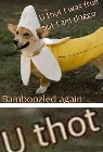 xd thot | image tagged in thot,doge,xd | made w/ Imgflip meme maker