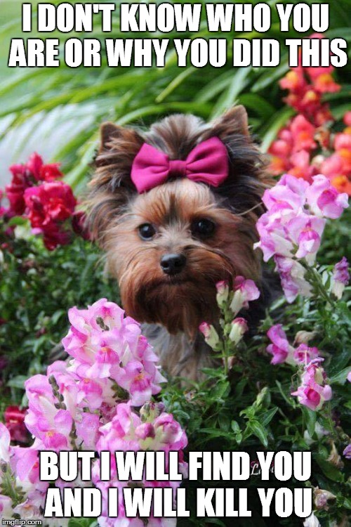 flower yorkie | I DON'T KNOW WHO YOU ARE OR WHY YOU DID THIS; BUT I WILL FIND YOU AND I WILL KILL YOU | image tagged in flower yorkie | made w/ Imgflip meme maker