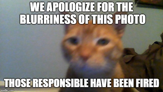 What the -? | WE APOLOGIZE FOR THE BLURRINESS OF THIS PHOTO; THOSE RESPONSIBLE HAVE BEEN FIRED | image tagged in cat,blurry | made w/ Imgflip meme maker