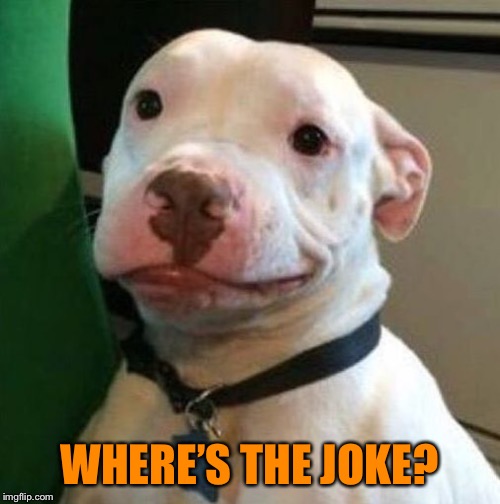 Awkward Dog | WHERE’S THE JOKE? | image tagged in awkward dog | made w/ Imgflip meme maker