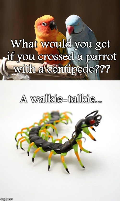 Groan... | What would you get if you crossed a parrot with a centipede??? A walkie-talkie... | image tagged in parrot,centipede,what | made w/ Imgflip meme maker