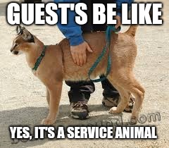 GUEST'S BE LIKE; YES, IT'S A SERVICE ANIMAL | made w/ Imgflip meme maker