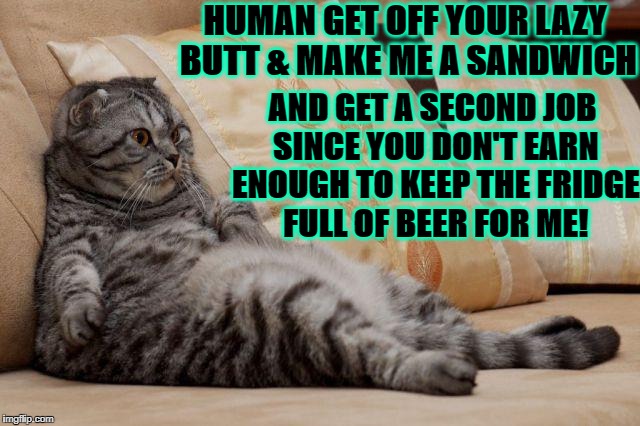 HUMAN GET OFF YOUR LAZY BUTT & MAKE ME A SANDWICH; AND GET A SECOND JOB SINCE YOU DON'T EARN ENOUGH TO KEEP THE FRIDGE FULL OF BEER FOR ME! | image tagged in lazy fat cat | made w/ Imgflip meme maker