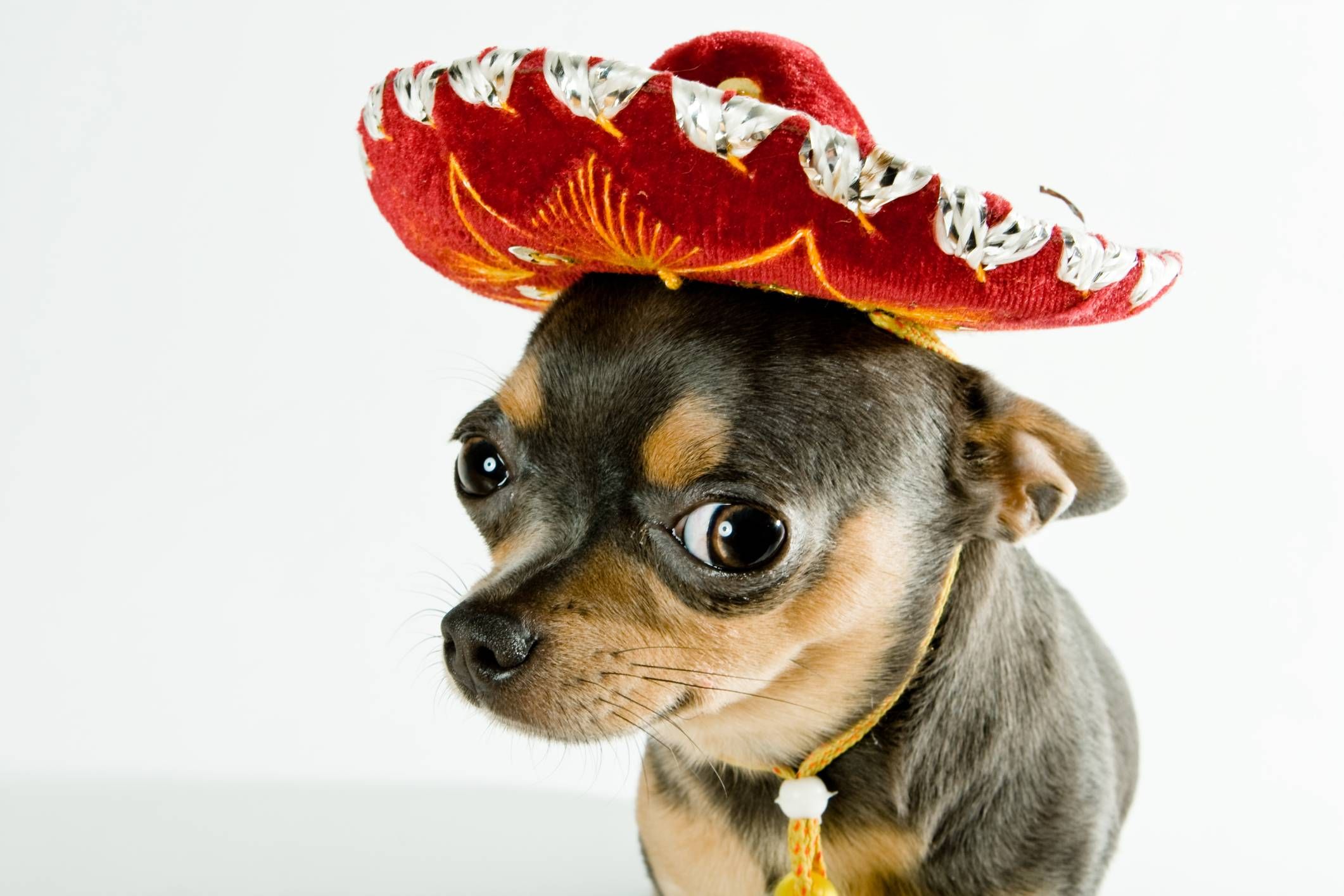 mexican Chihuahua Blank Meme Template