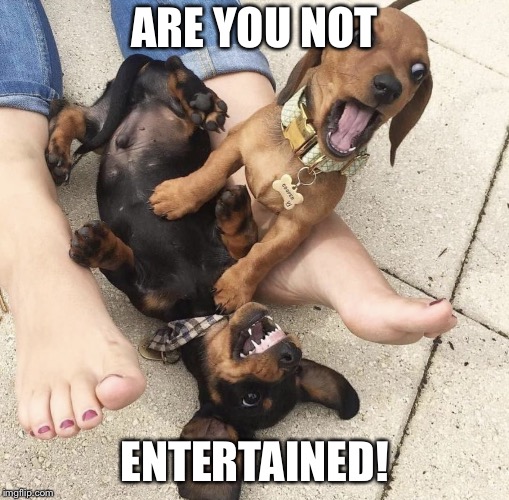 Gladiator dog | ARE YOU NOT; ENTERTAINED! | image tagged in dog war,comedy,gladiator,humor,dogs | made w/ Imgflip meme maker